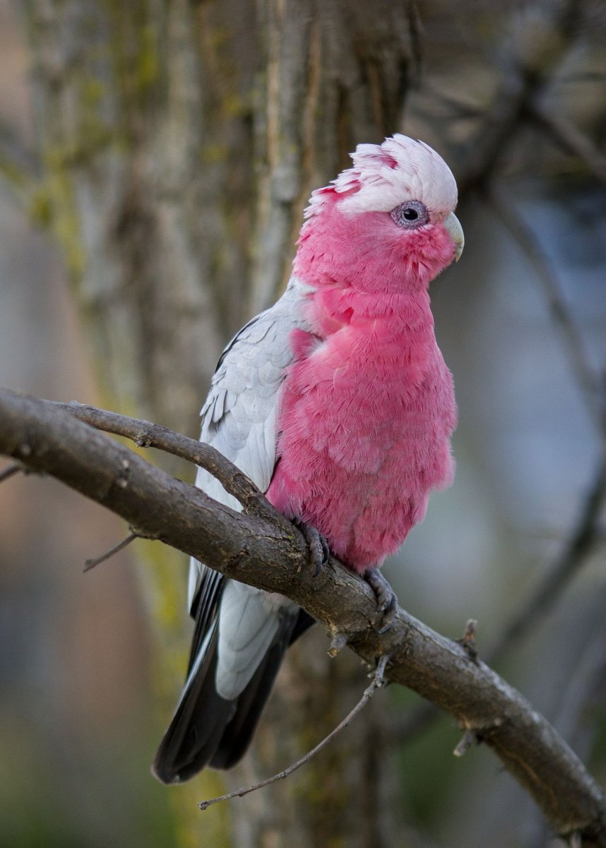 Galah Cockatoo