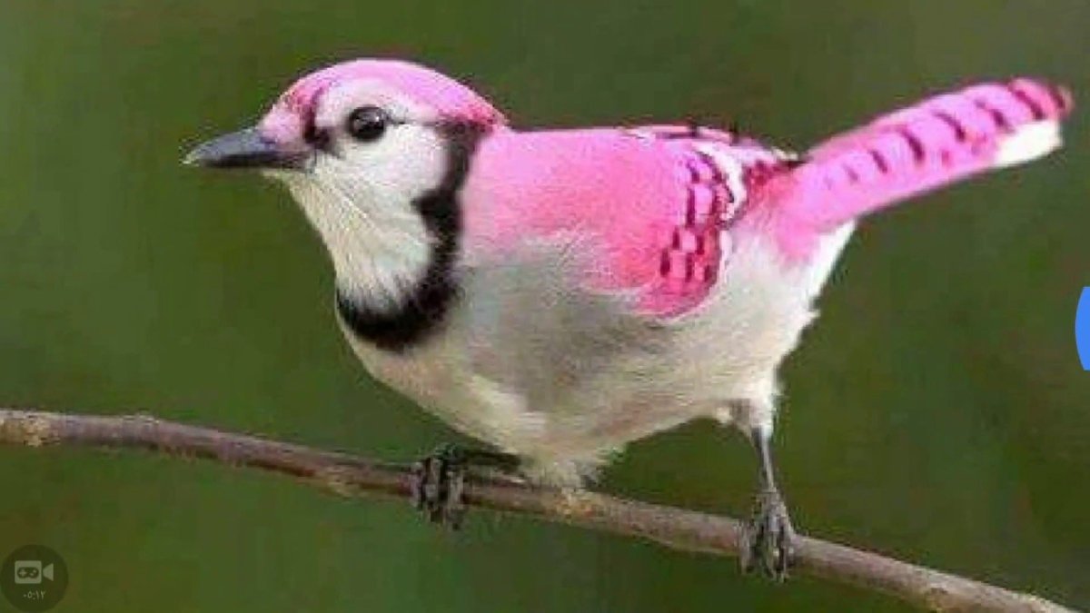 Бело розовая птичка