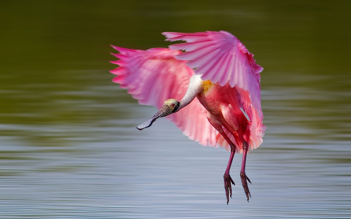 Roseate Spoonbill