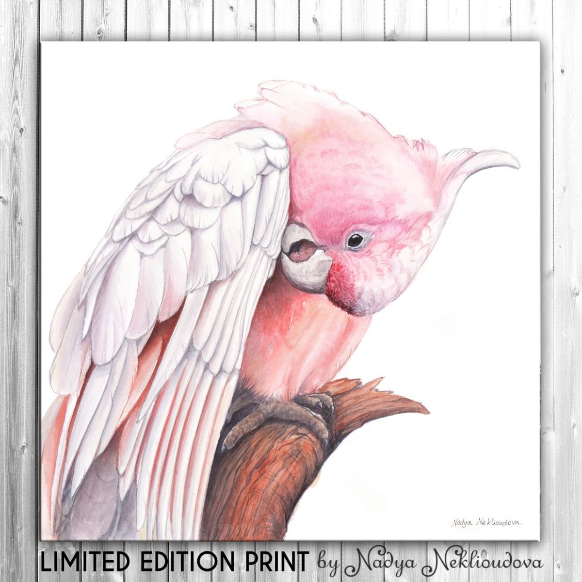 Розовый попугай арт