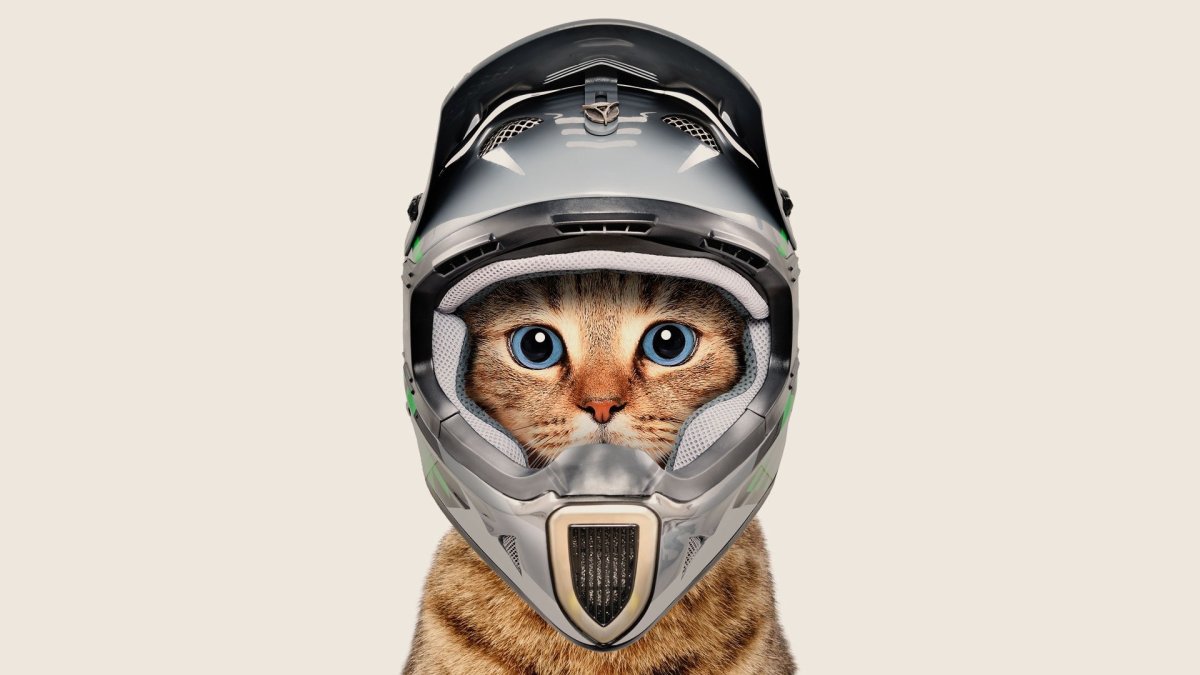 Собака в самолете