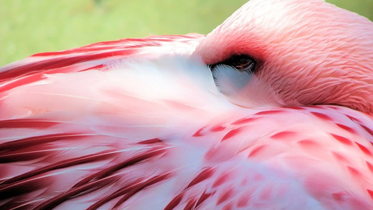 Розовые животные