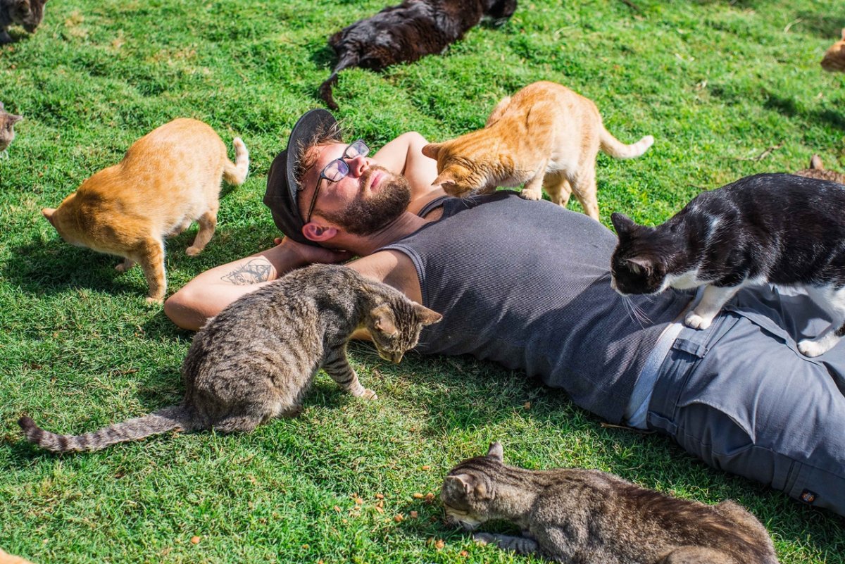 Остров ланаи кошачий рай