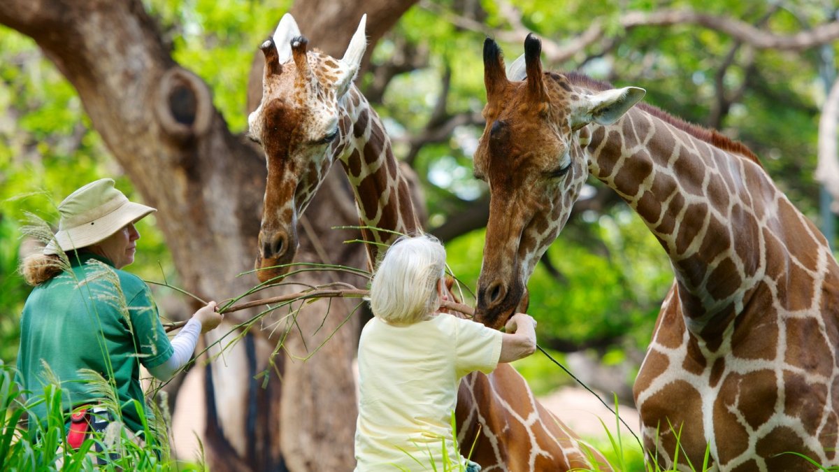 Before after pictures Zoo