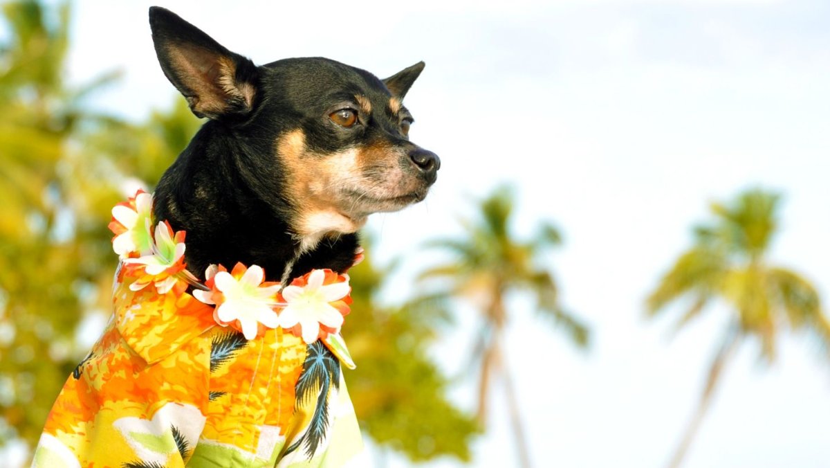 Собака на Гавайях