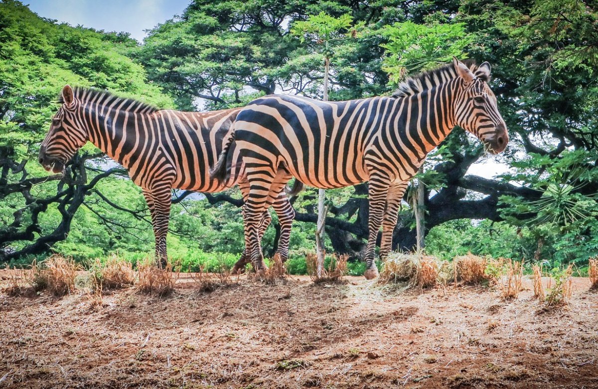 Honolulu Zoo Гавайи