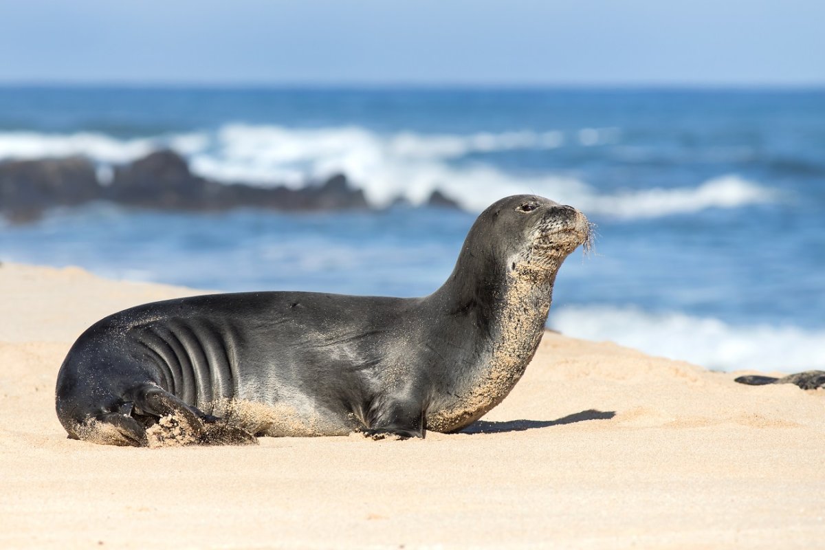 Тюлень монах белобрюхий