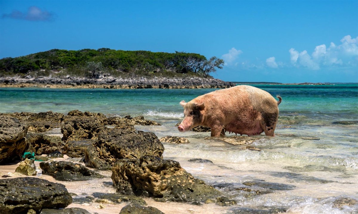 Галапагосские острова свинки
