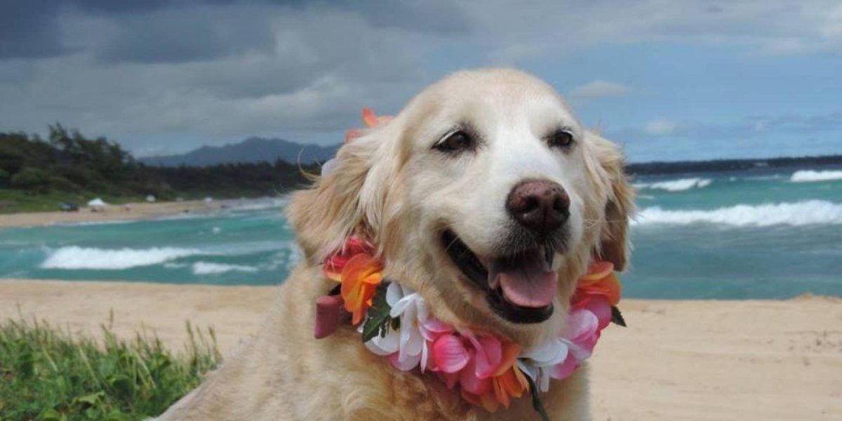 Собака на Гавайях