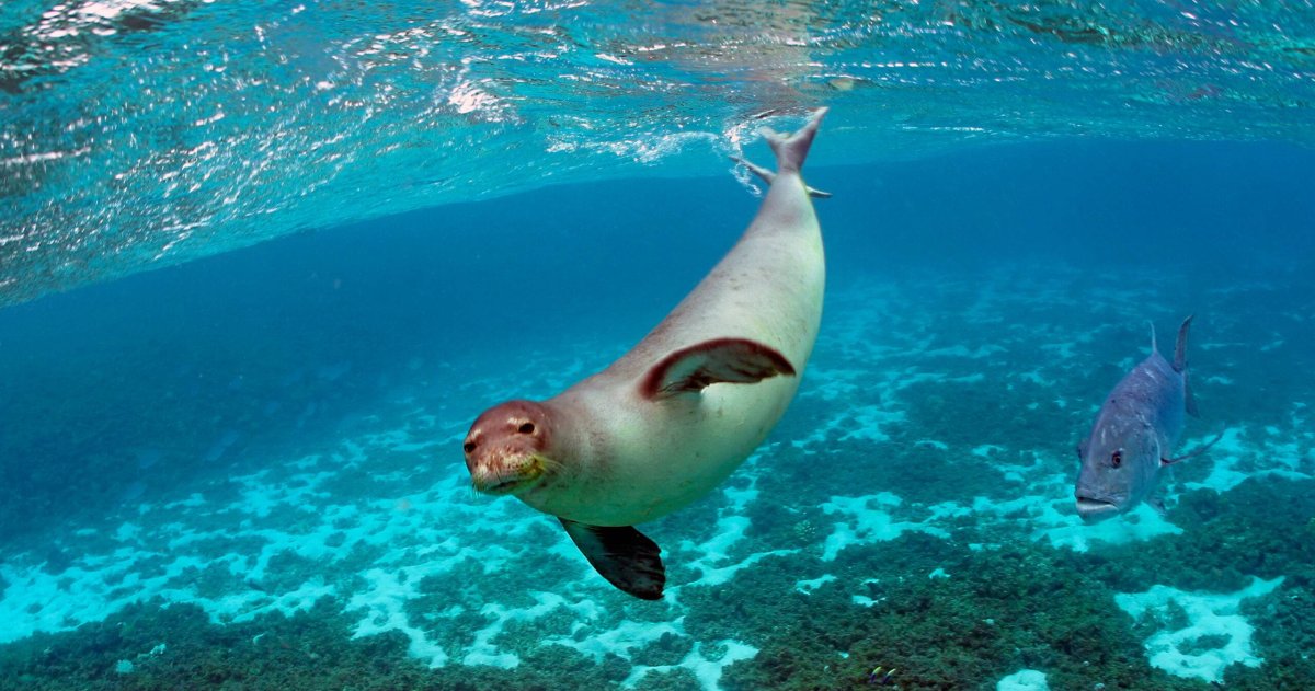 Тюлень монах белобрюхий