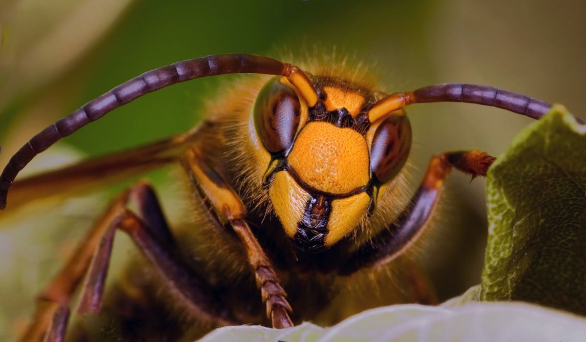 Азиатский Шершень убийца размер
