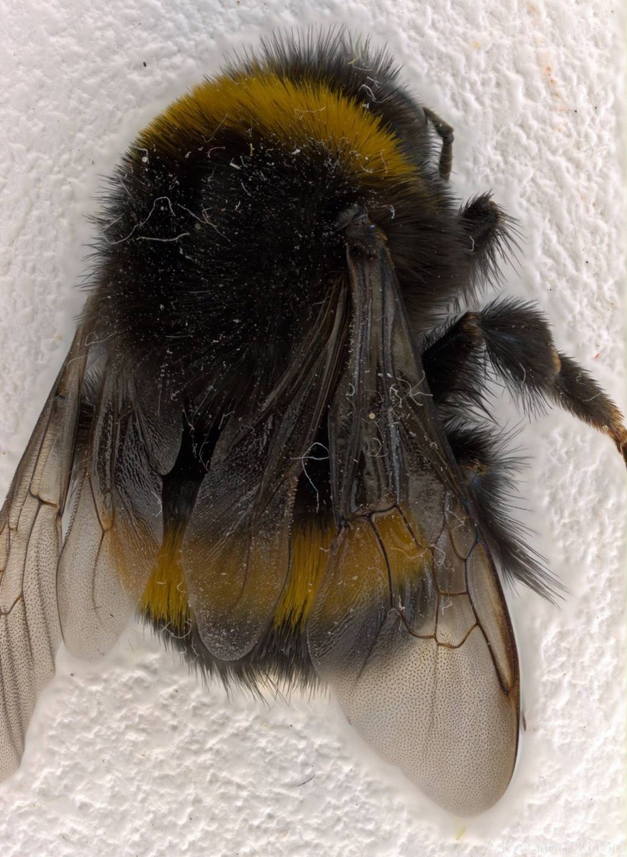 Тулупчатый Шмель