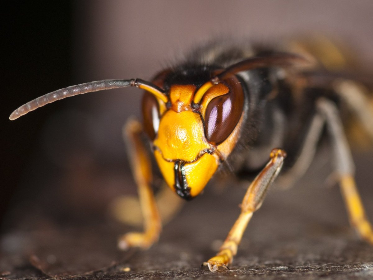 Боевая пчела