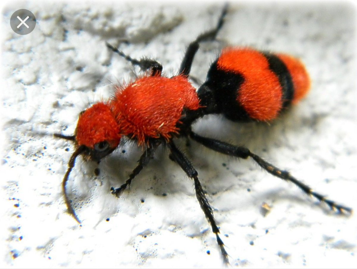 Хоботок пчелы