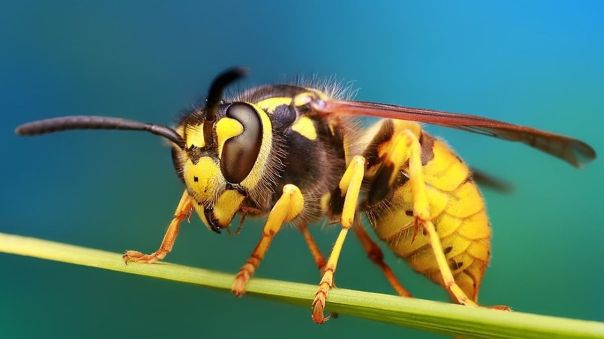 Жалящие насекомые пчела