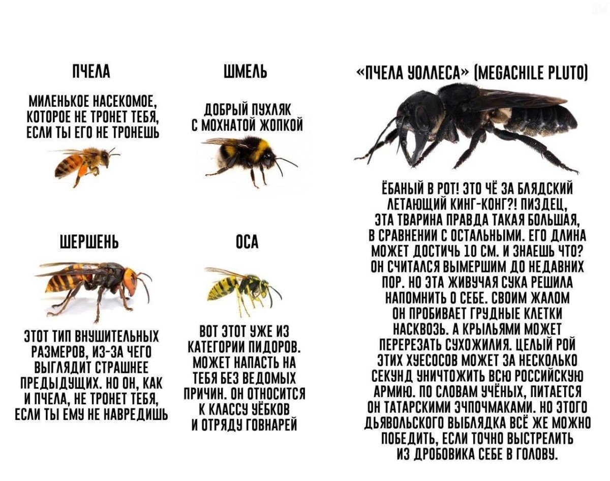 Эбони Шмель