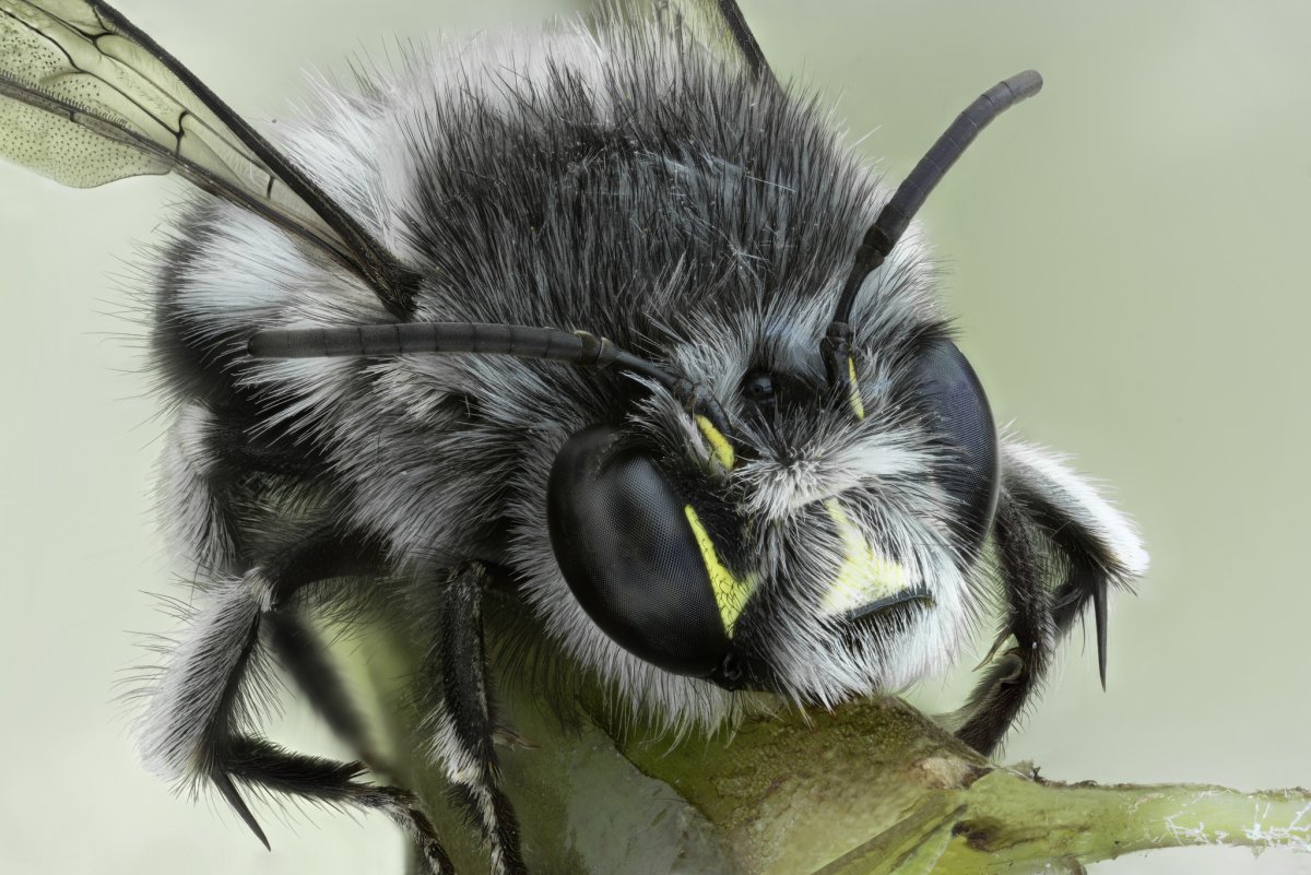 Шмель на желтом цветке