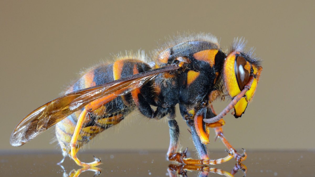 Перепончатокрылые насекомые