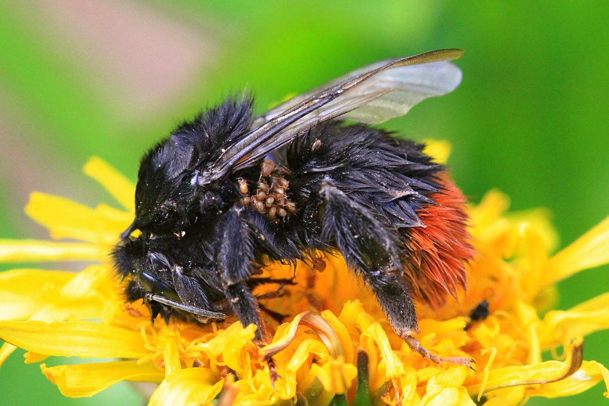 Древесный Шершень