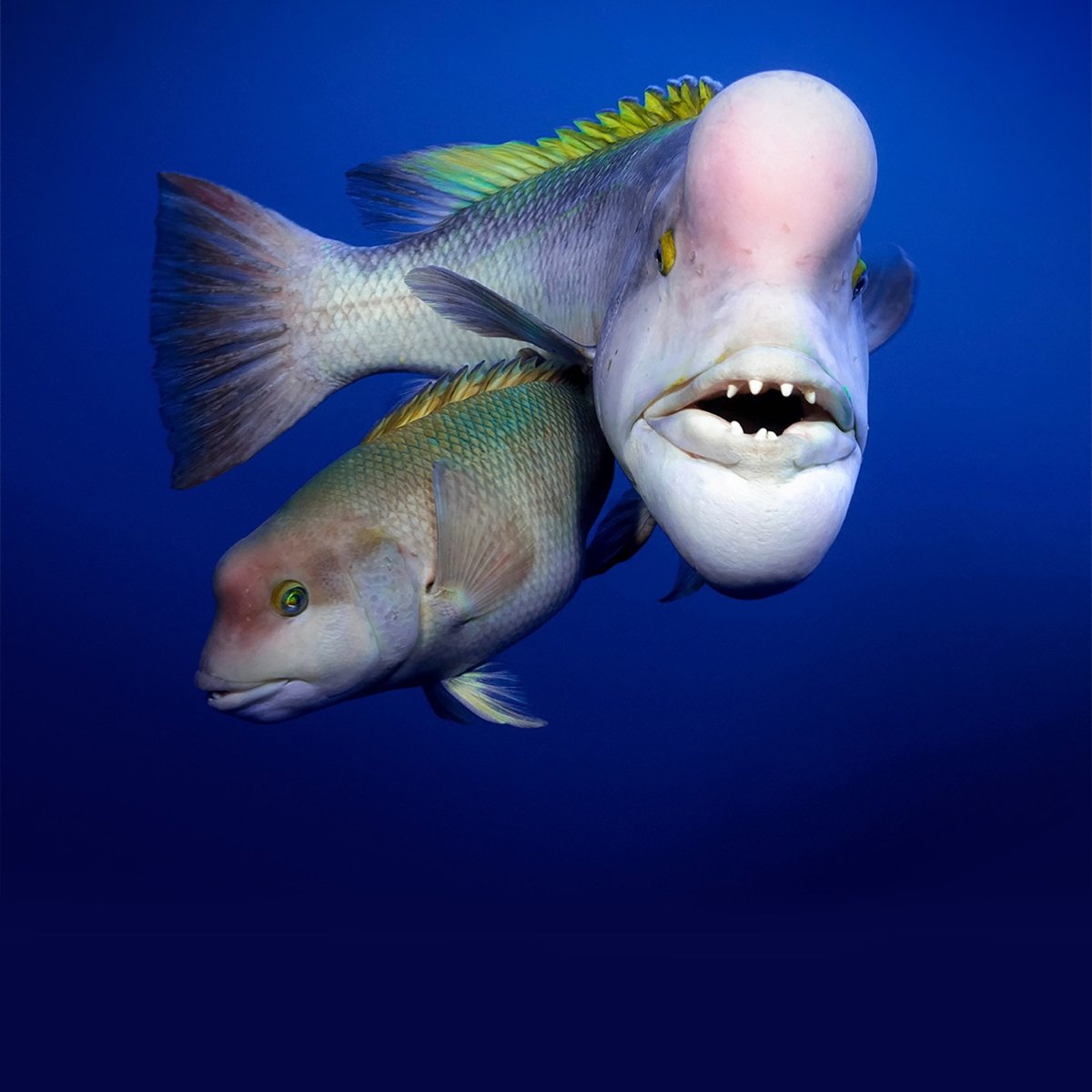 Рыба губан овцеголовый