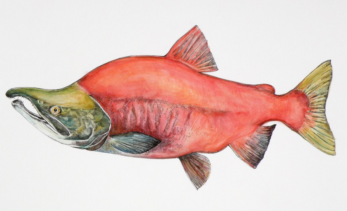 Горбуша рисованная
