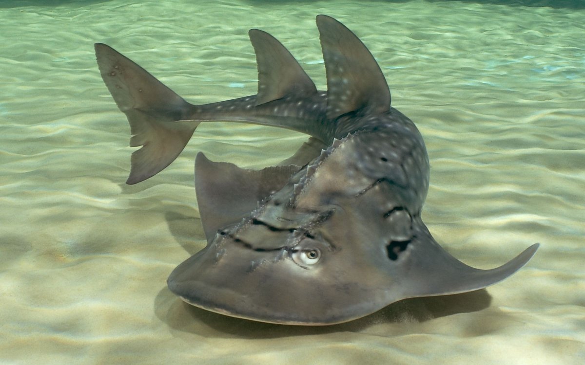 Европейский морской ангел акула