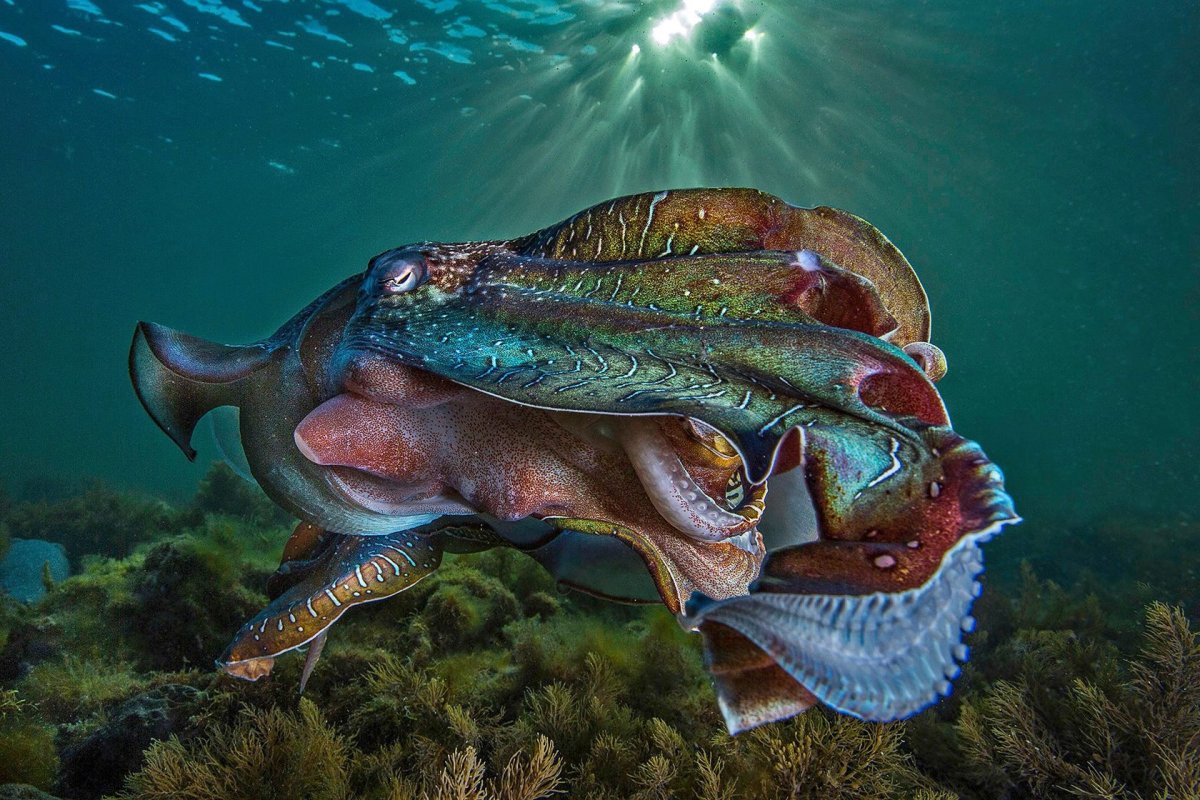 Каракатица в живописи