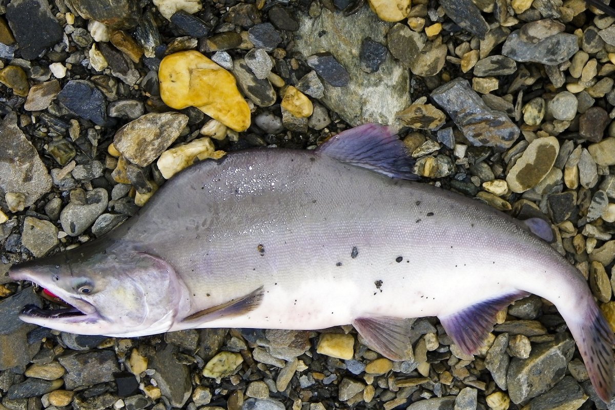 Горбуша Дальневосточная