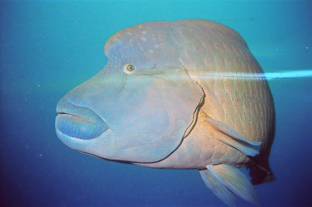 Голова рыбы