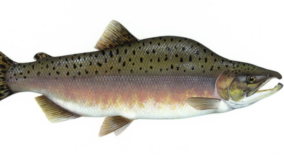 Желтохвостый луциан