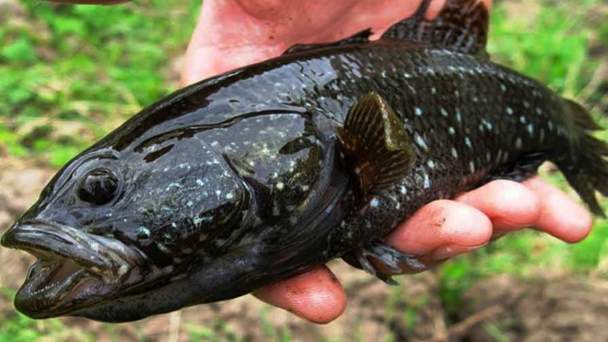 Голубой кит и Финвал