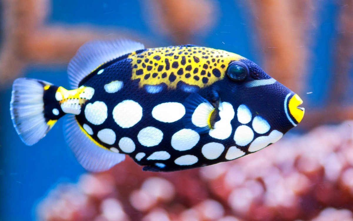 Розовыми амазонскими речными дельфинами