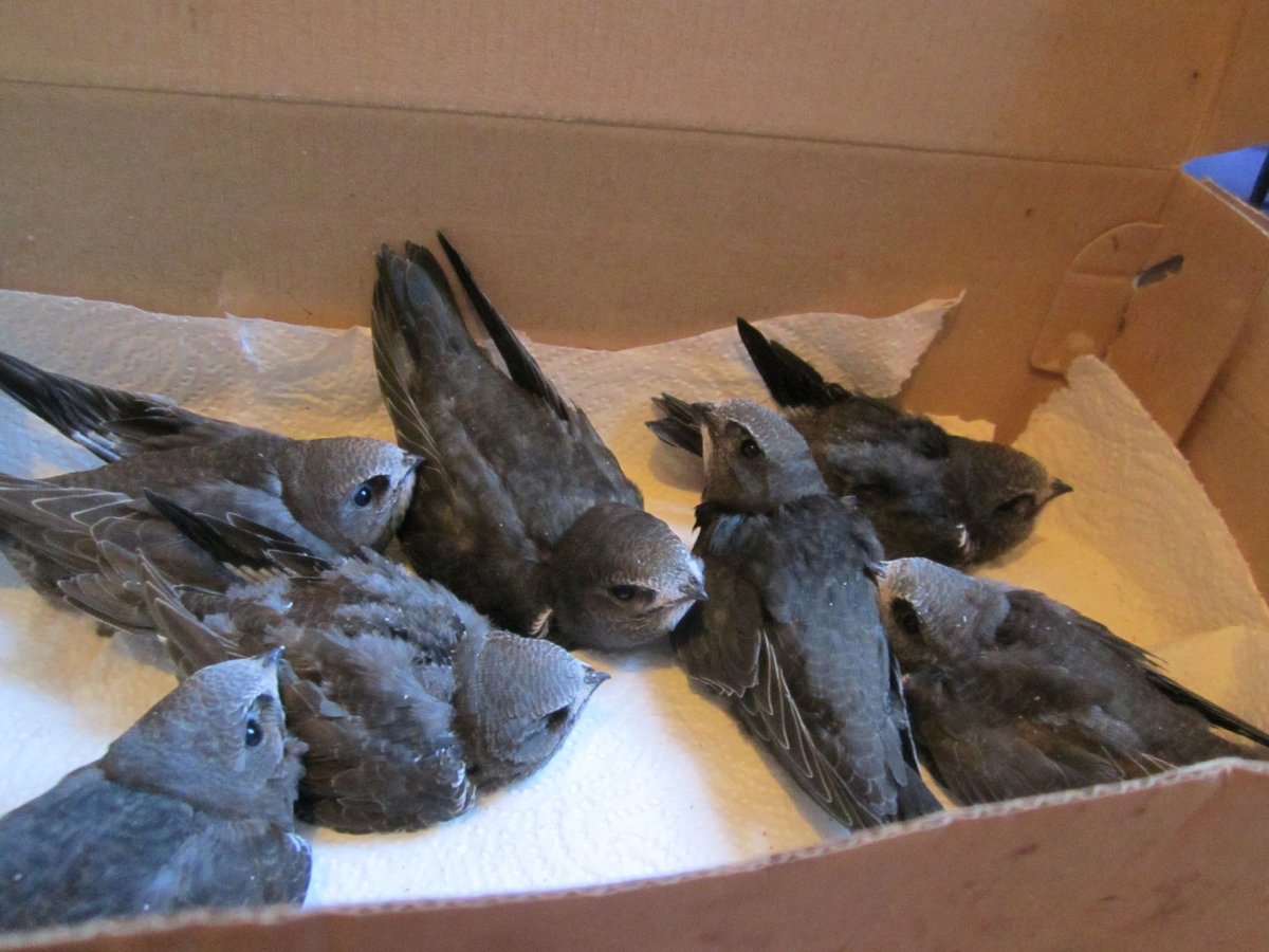 Птенец ласточки