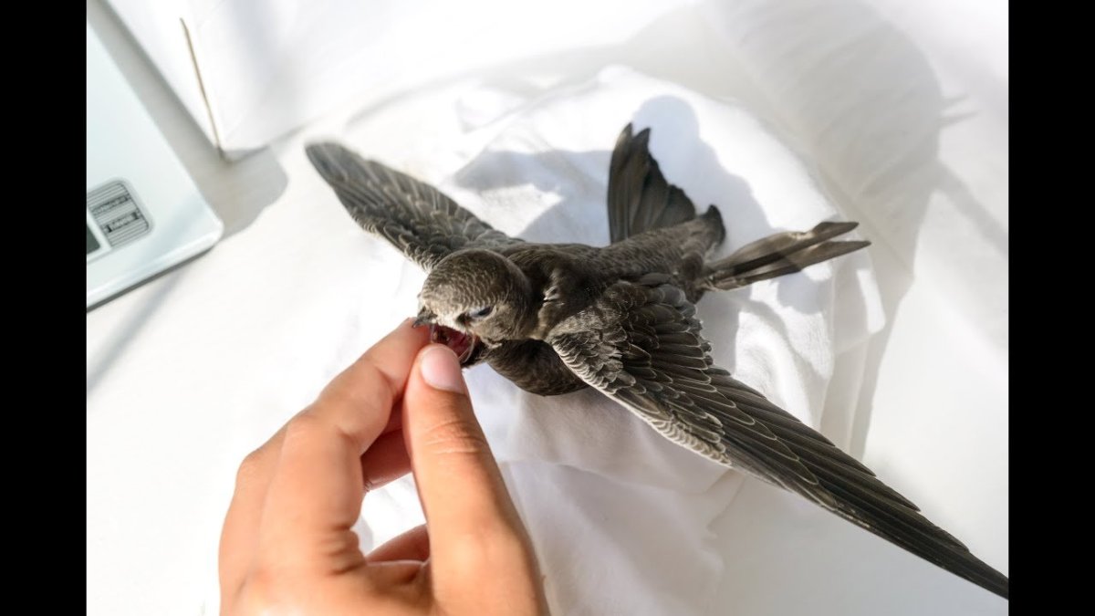 Птенец стрижа новорожденный