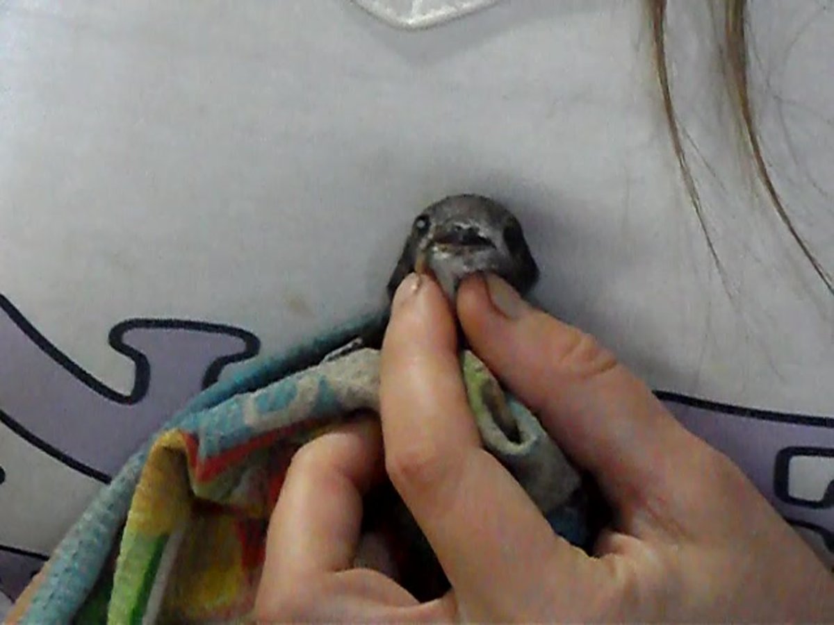 Выкормить птенцов опарышами