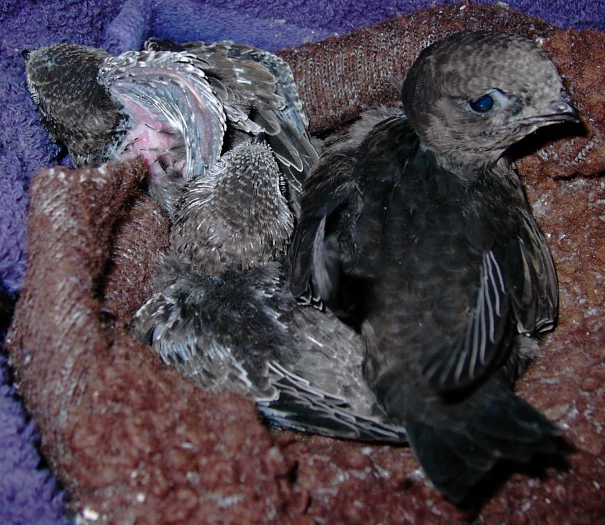 Птенец стрижа слеток