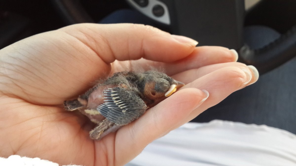 Птенец стрижка новорождённый