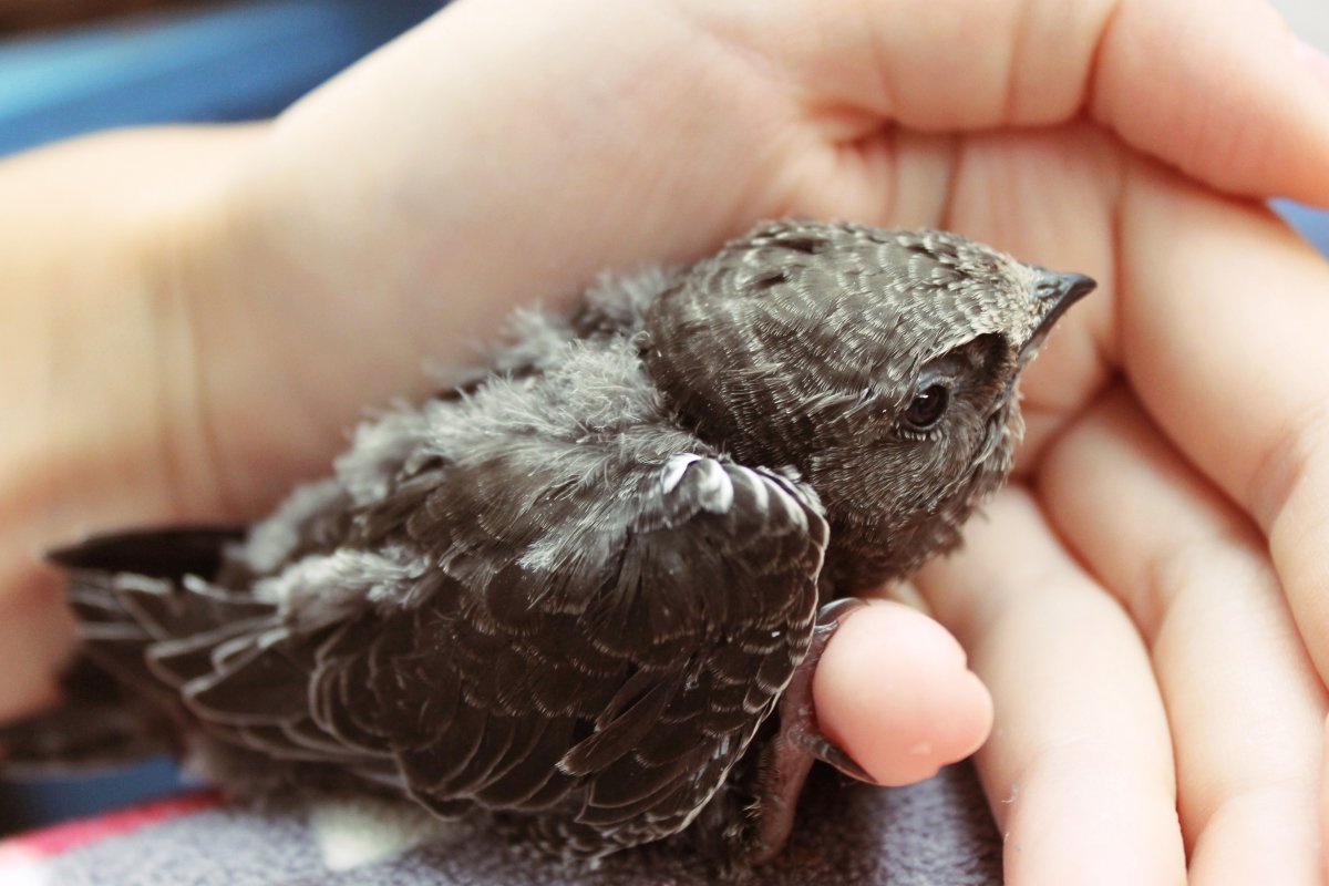 Птенец стрижа по возрасту