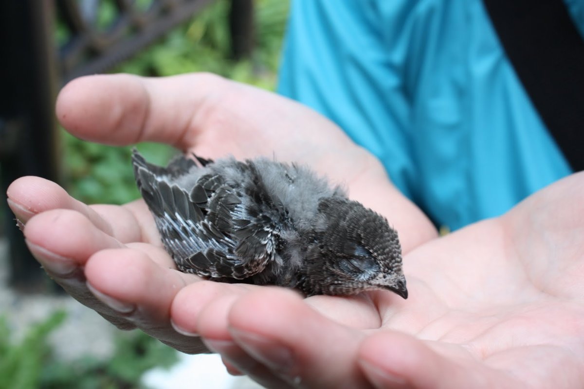 Птенец стрижа слепой