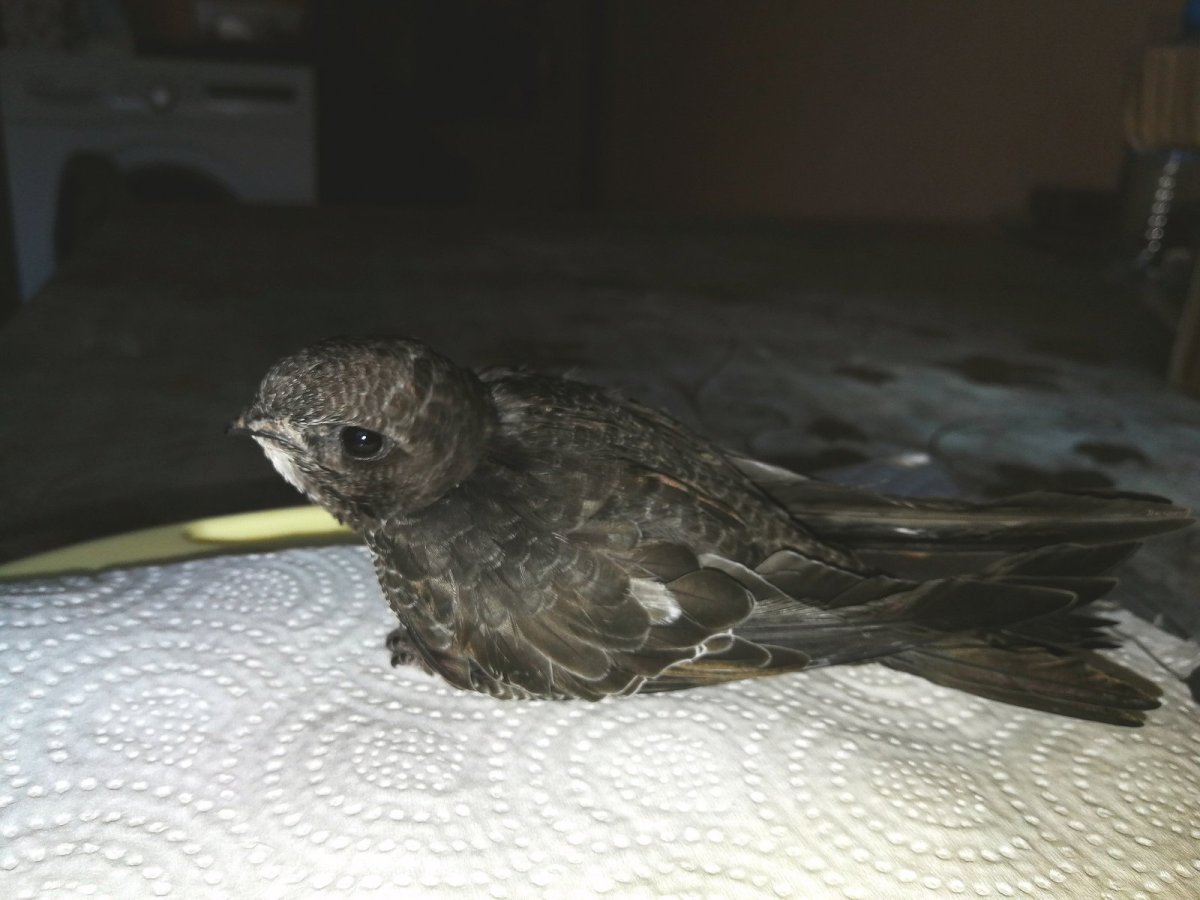 Вес птенца стрижа