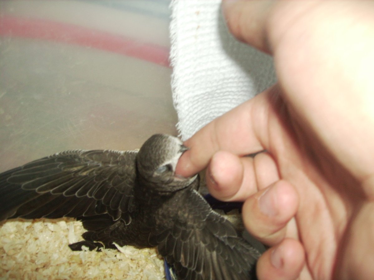 Птенцы воробьёв новорожденный