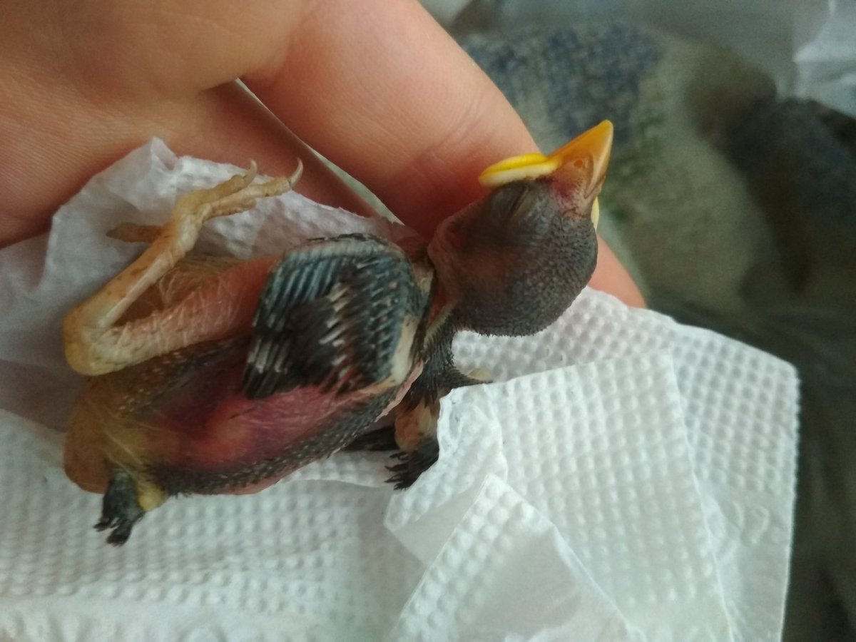 Птенец стрижа