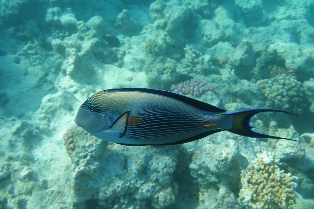 Хирург голубой белогрудый