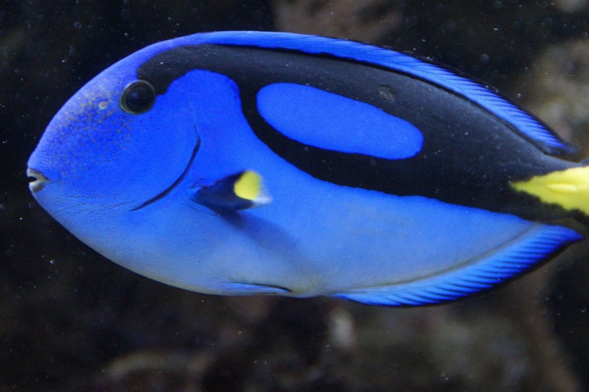 Surgeonfish рыба