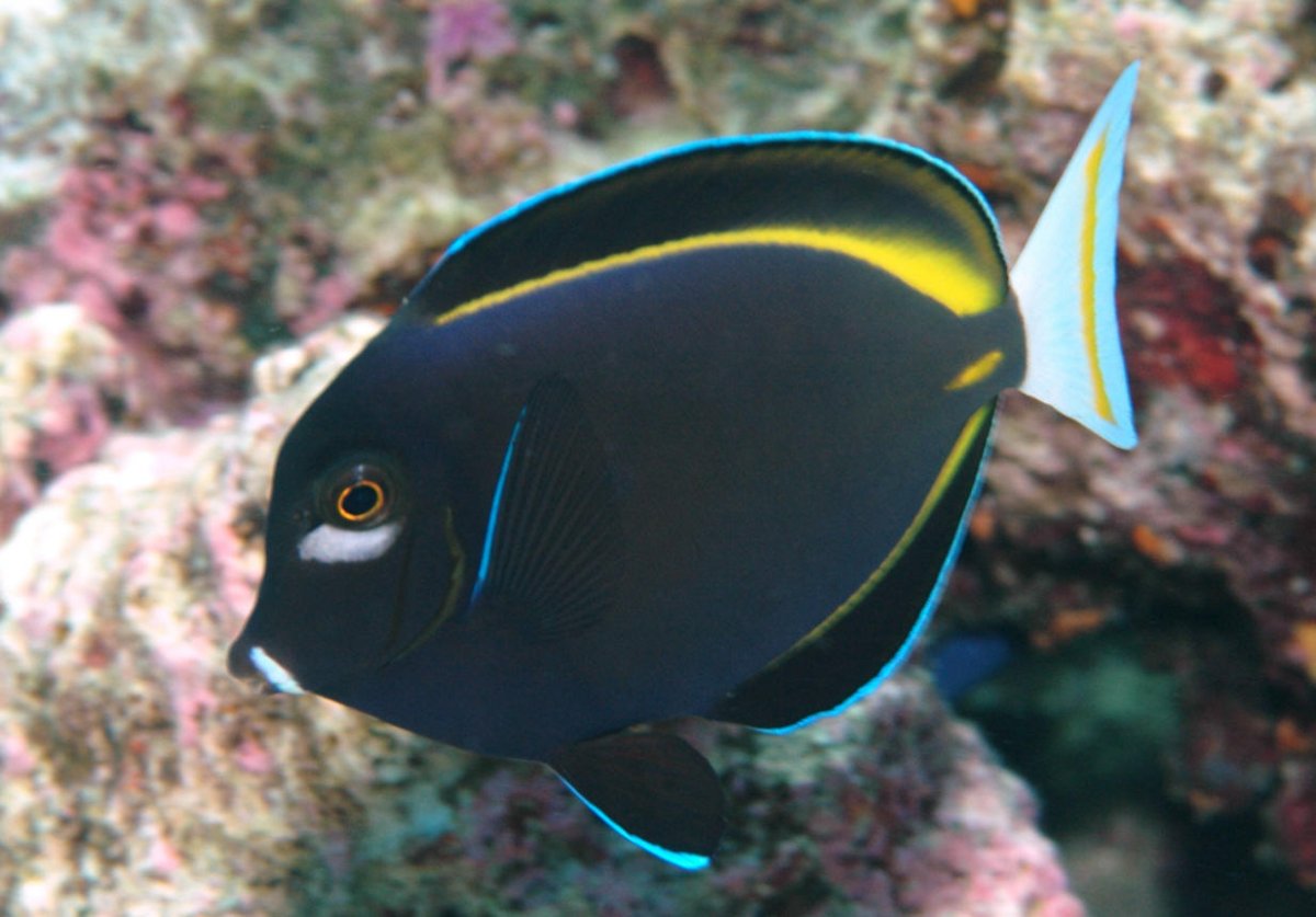 Рыбка дори порода