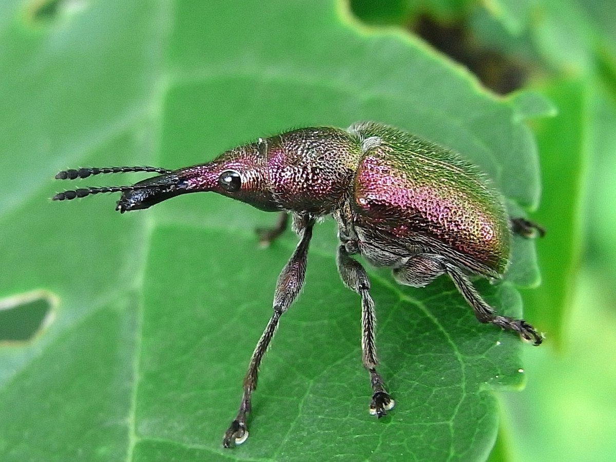 Букарка Жук вредитель