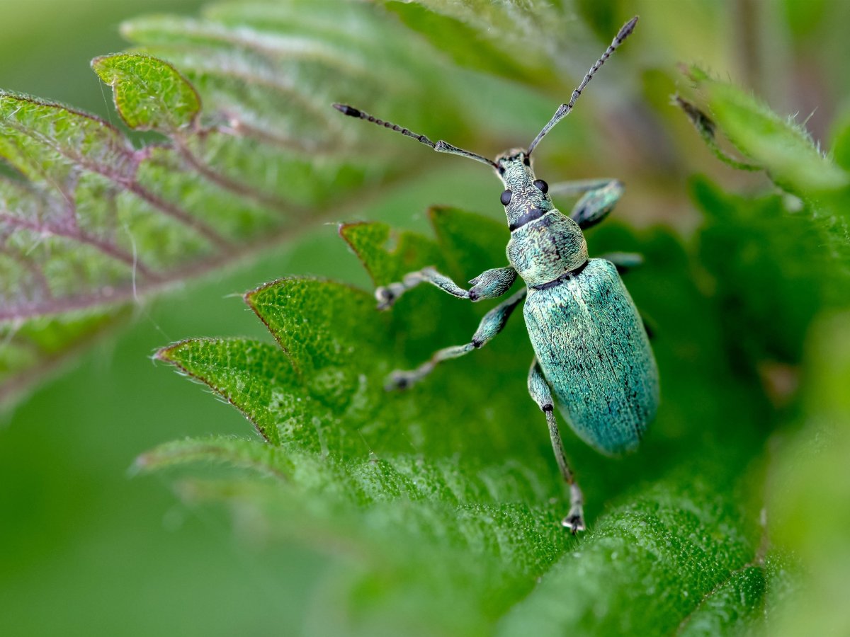 Жук долгоносик зеленый