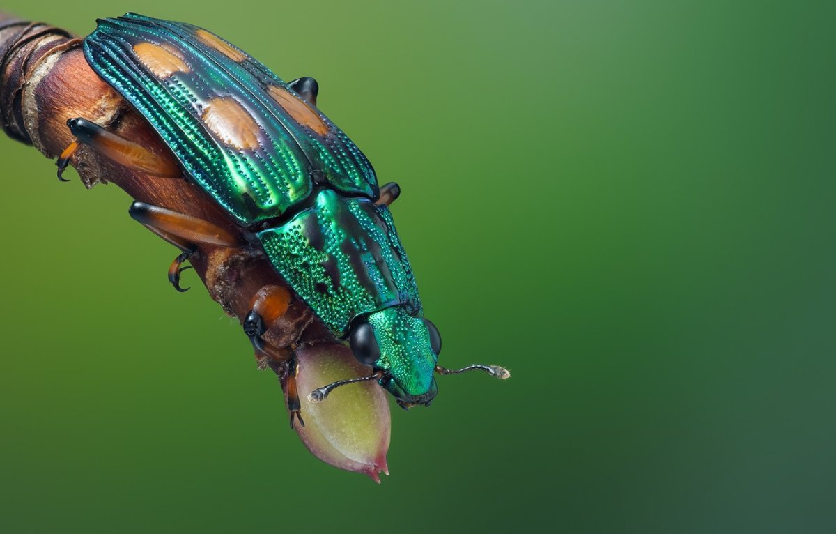 Красивые обои насекомые