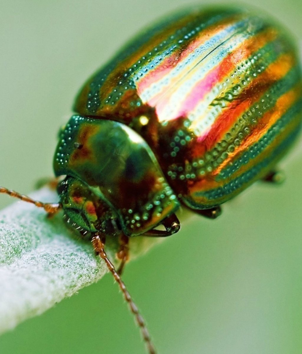Майский Жук Радужный
