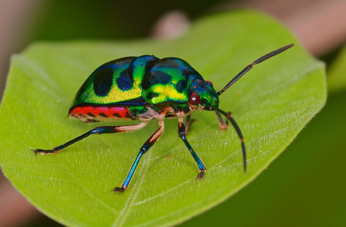 Щитник-черепашка Жук Пикассо
